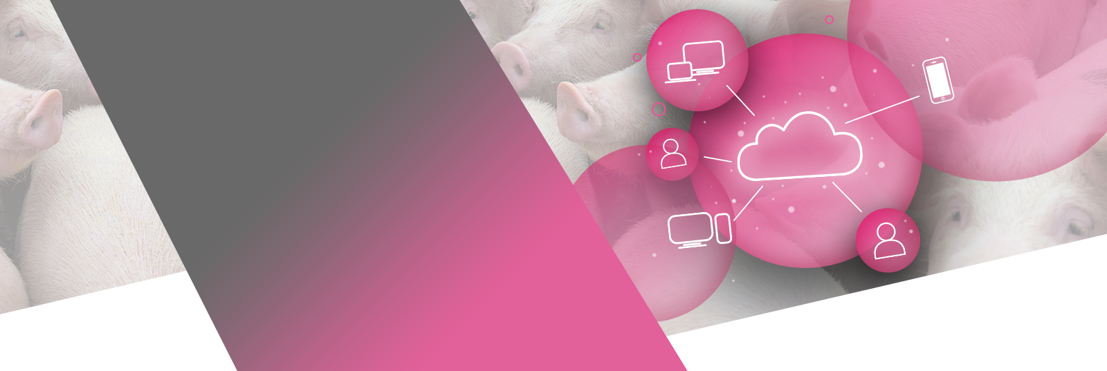 bandeau-haut-home-pig-up